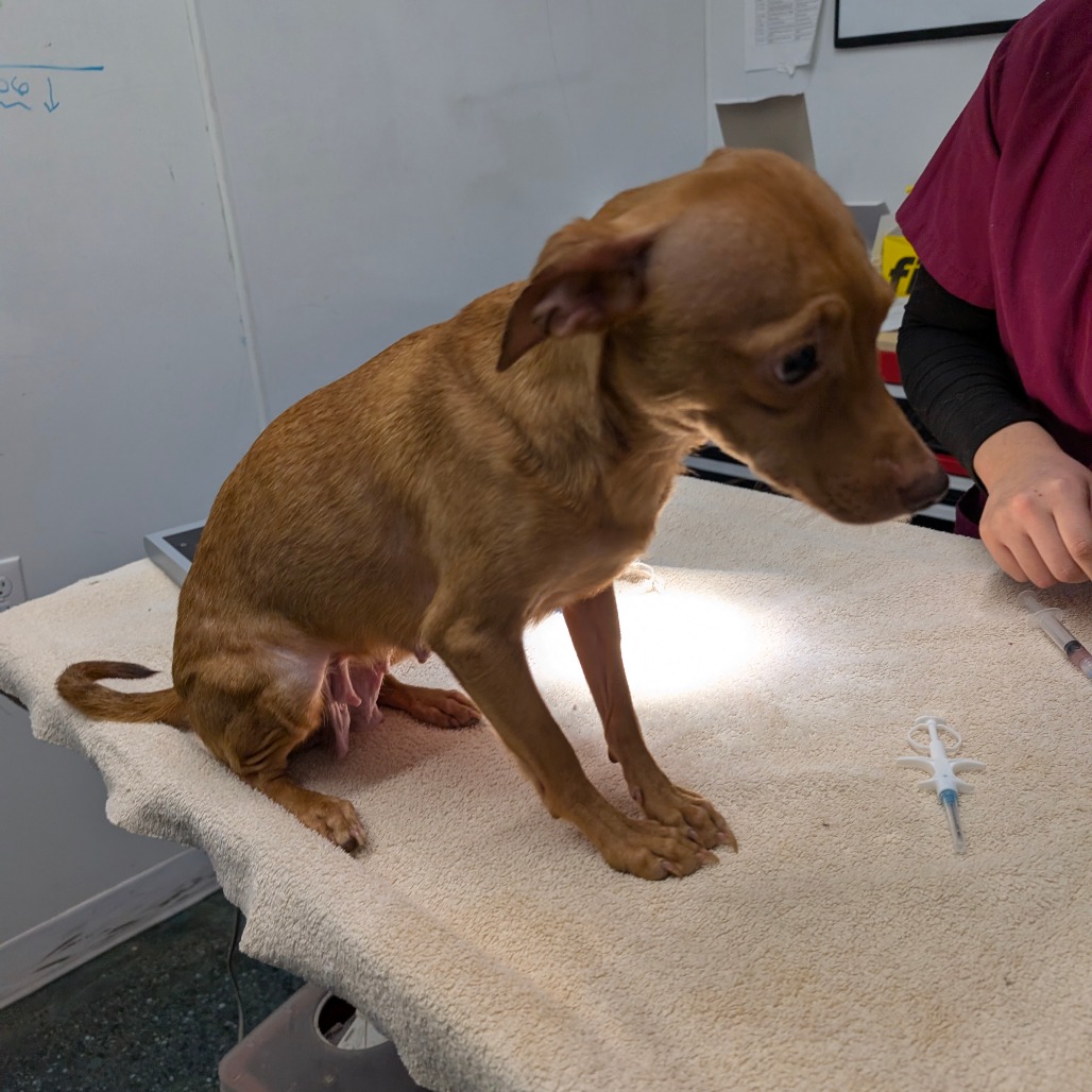 Chica — thumbnail 2