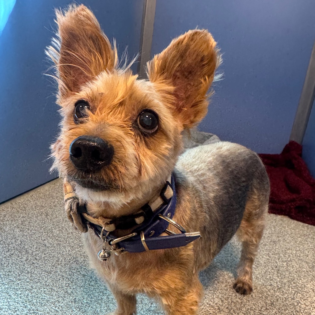 Yorkshire Terrier