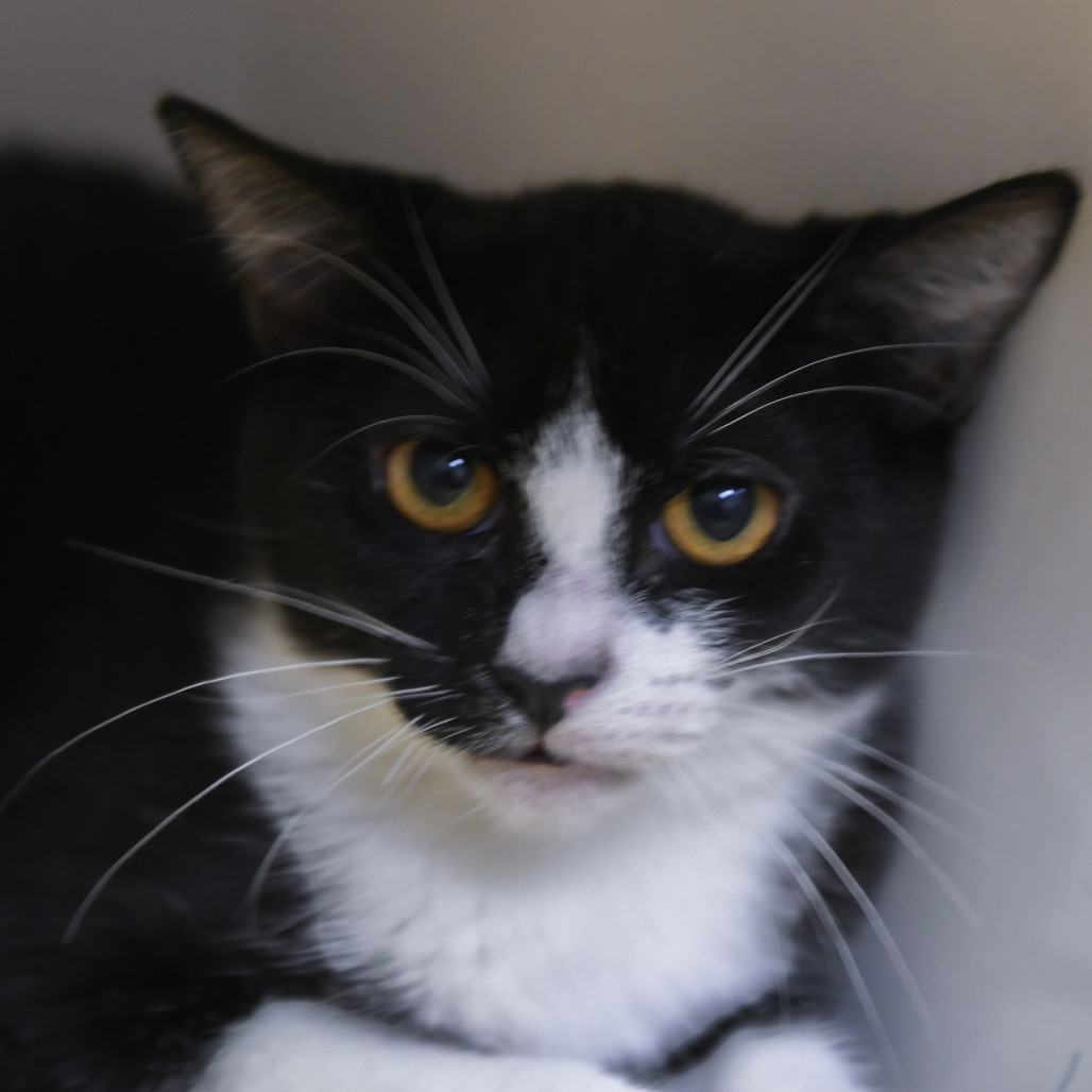 Weebles - Domestic Shorthair
