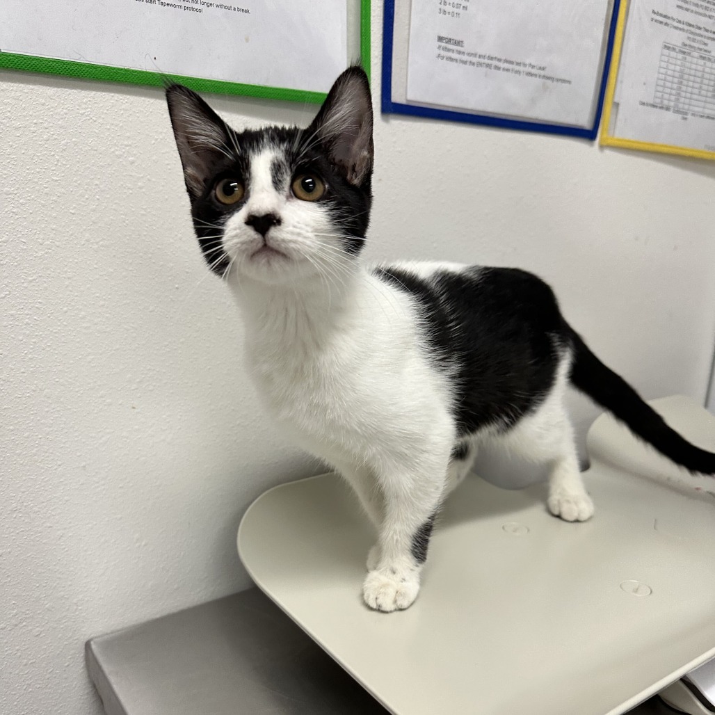MINKA - Domestic Shorthair available for adoption