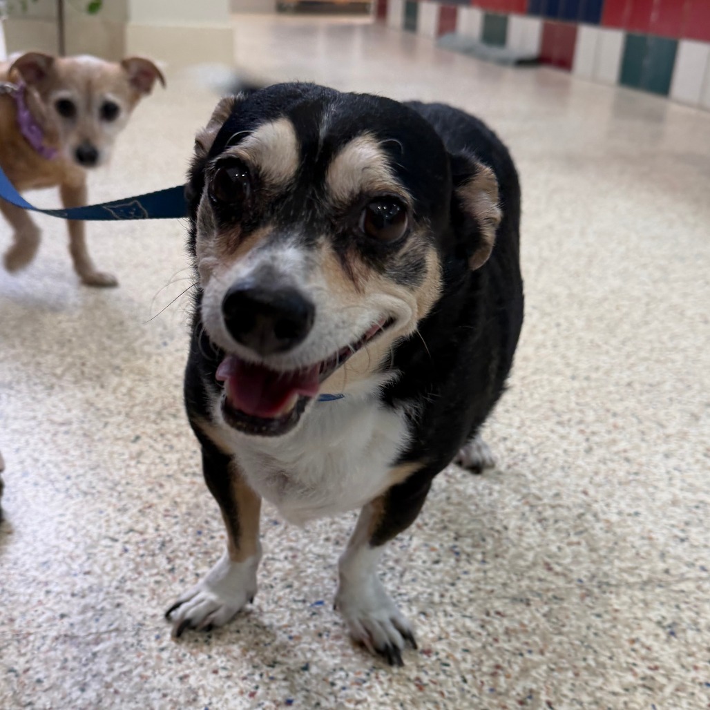 ARCHIE - Chihuahua available for adoption