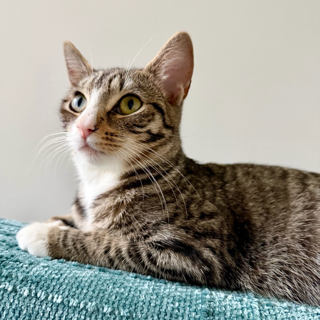 Violet, photo 34