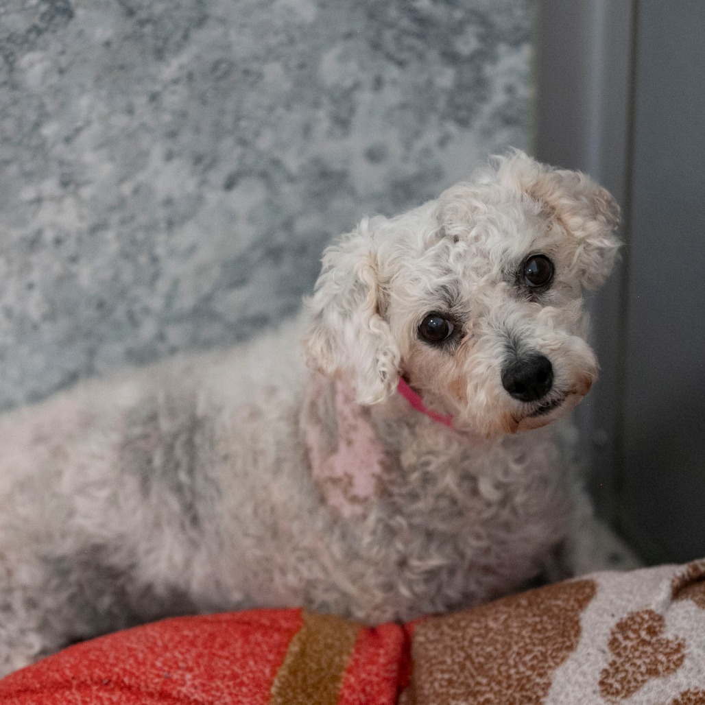 Tracey (AP26-67), photo 19