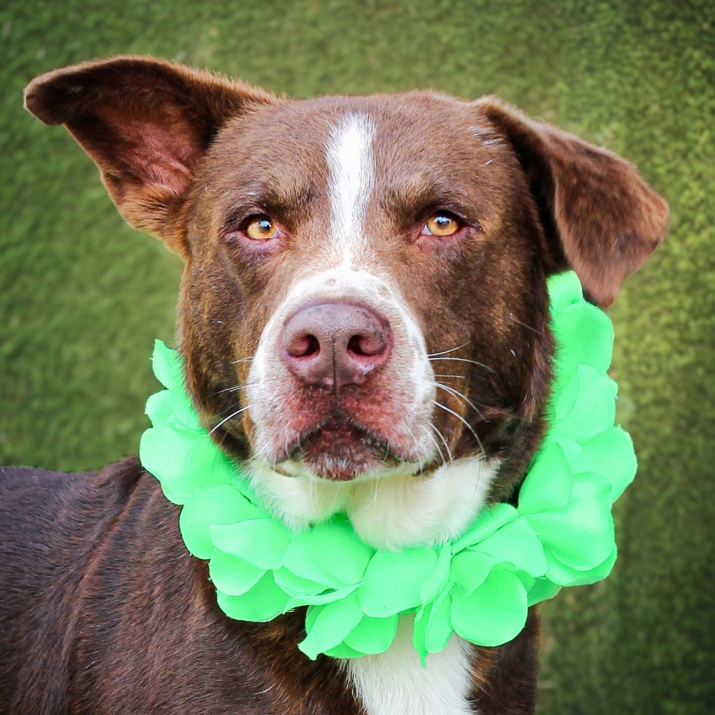 Brick , an adoptable dog at SPCA-BC