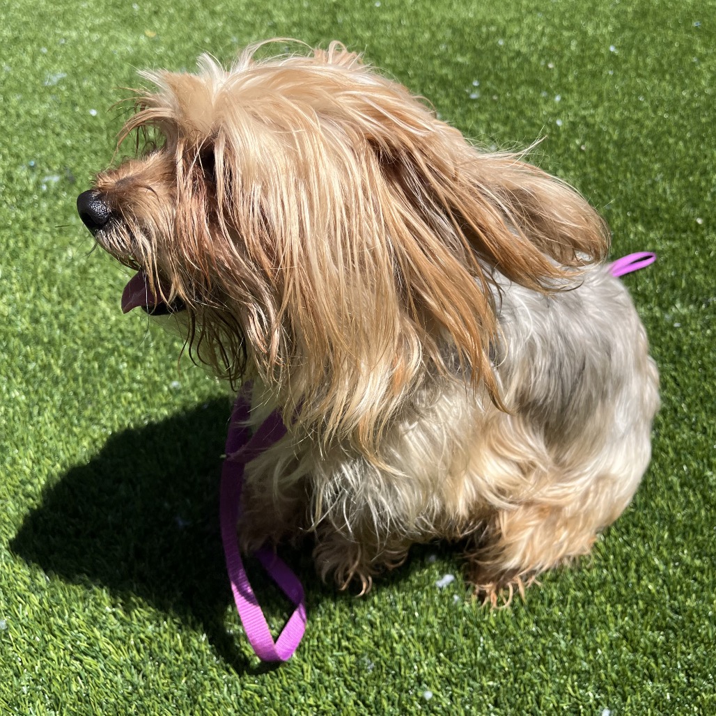 Photo of PGH-Stray-119846 3