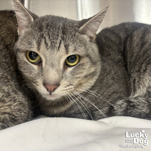 HANK - Domestic Shorthair available for adoption