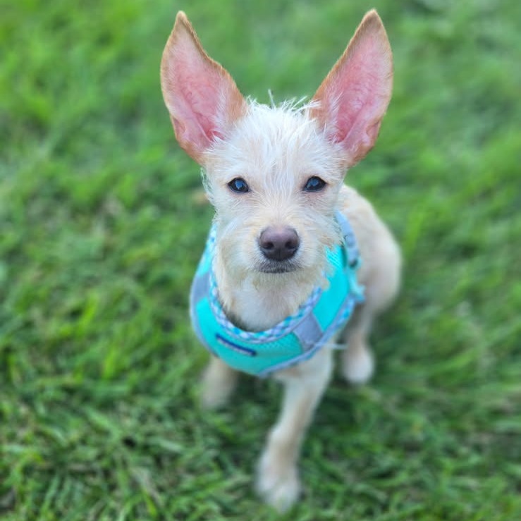 HOPE - Terrier available for adoption