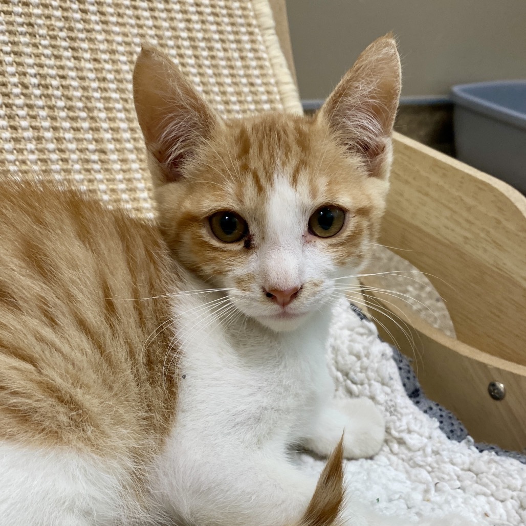 JOLTEON - Domestic Shorthair available for adoption