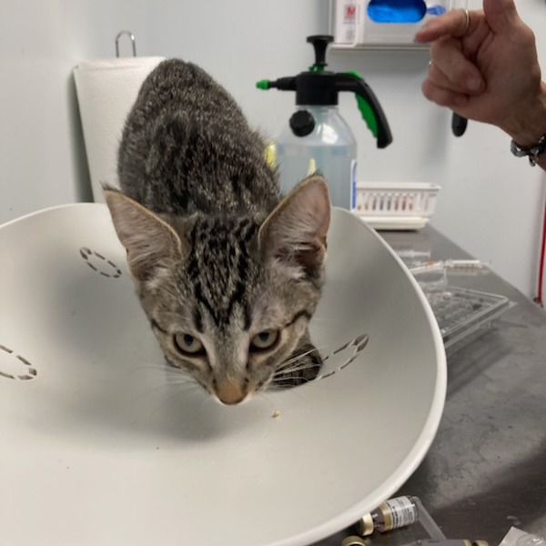 SLEEPING BEAUTY - Domestic Shorthair available for adoption