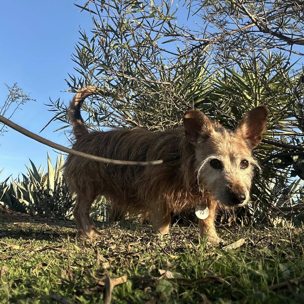 Burl Ives is available for adoption at Frosted Faces Foundation