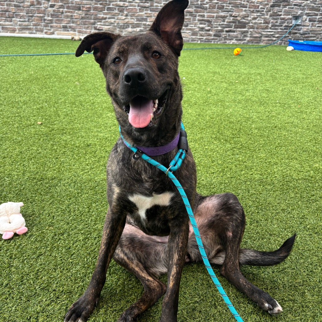 CAYENNE - Mixed Breed (Large) available for adoption