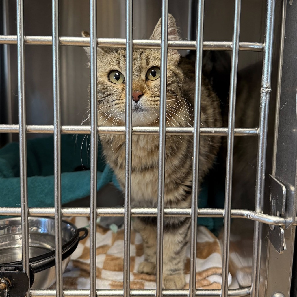 Anastasia (queen) - Domestic Longhair