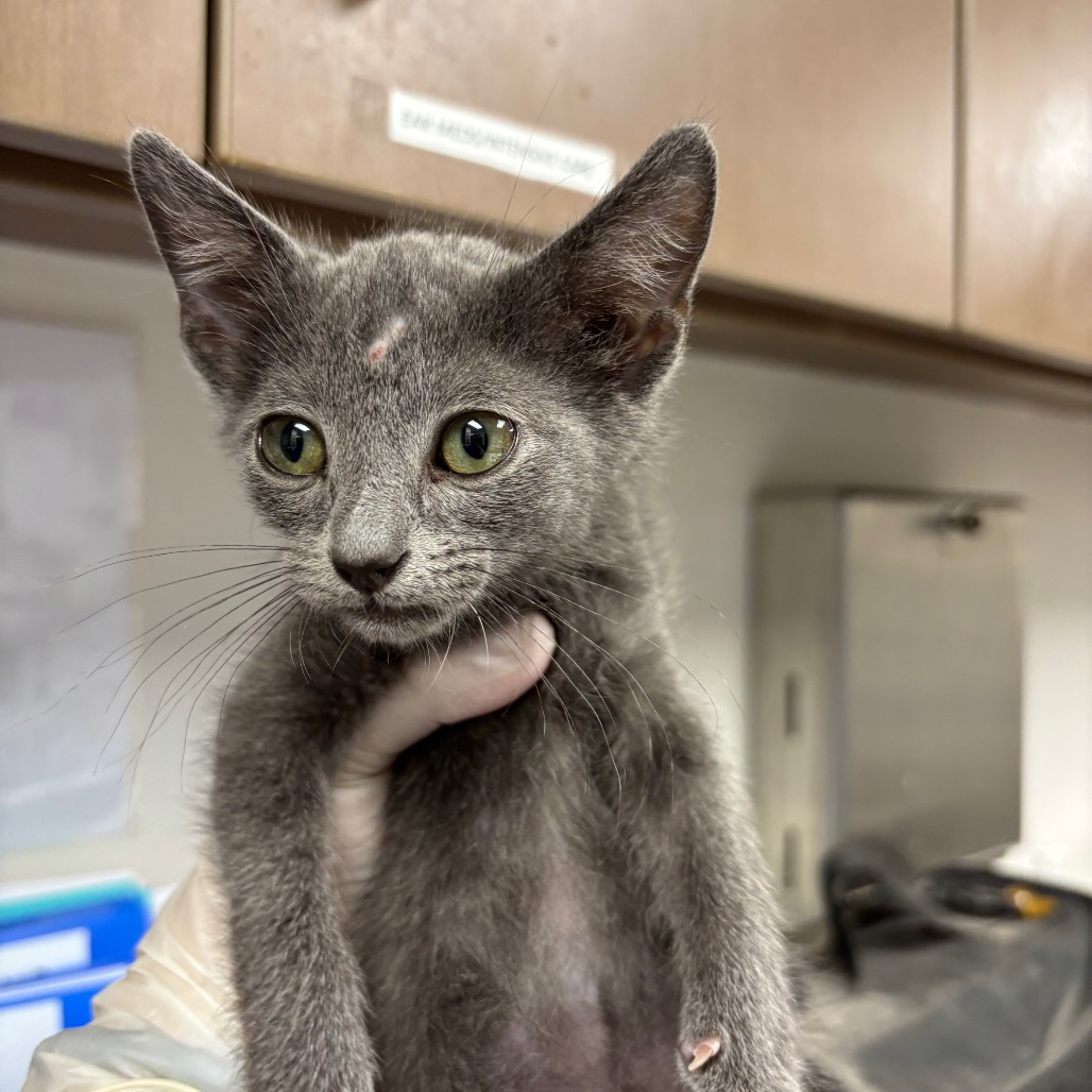 RUBIX CUBE - Domestic Shorthair available for adoption