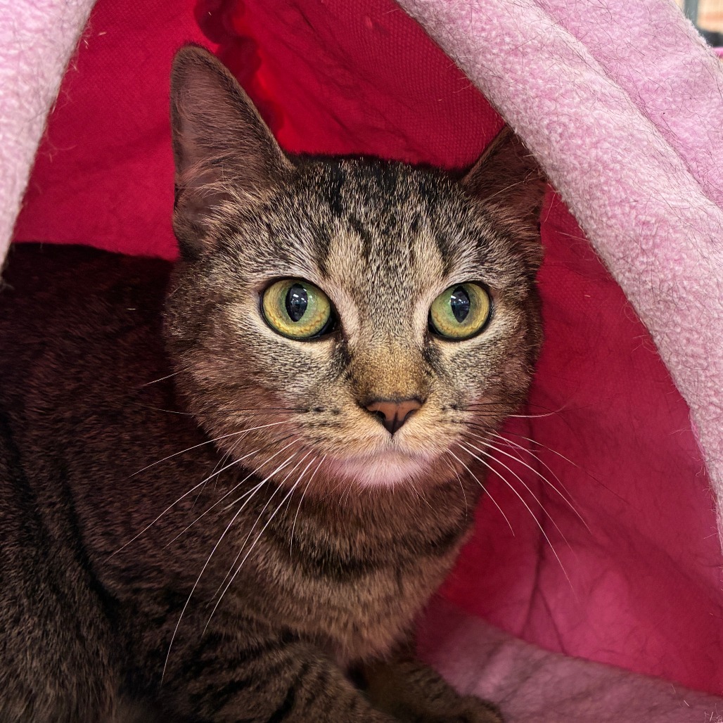 LADY JANE - Domestic Shorthair available for adoption