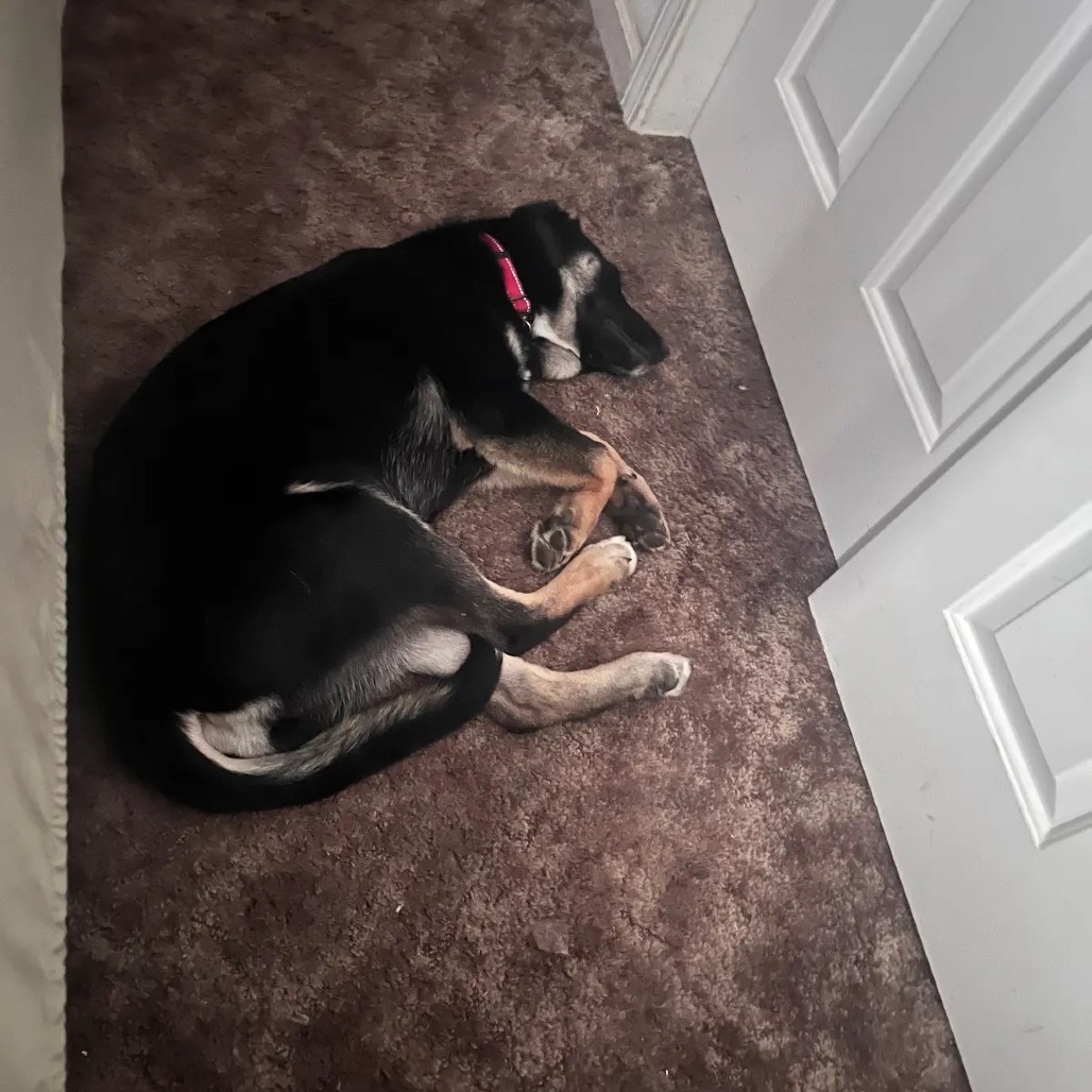 Mushu, photo 21