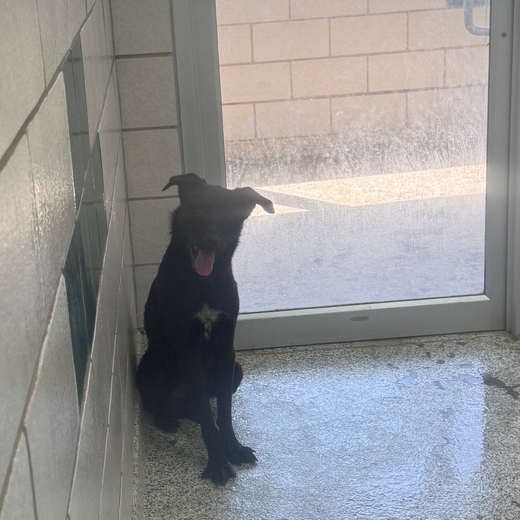 BAZOOKA GUM - Mixed Breed (Medium) available for adoption