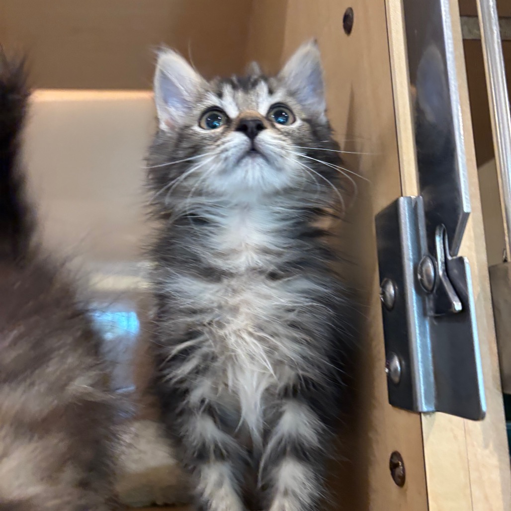 CHIVES - Domestic Longhair available for adoption