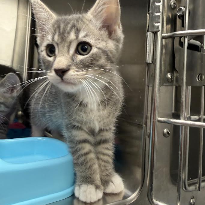 AUGUST - Domestic Shorthair available for adoption