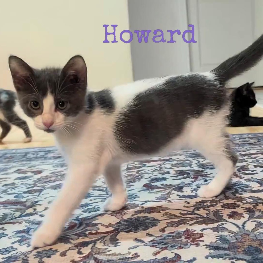 HOWARD - Domestic Shorthair available for adoption