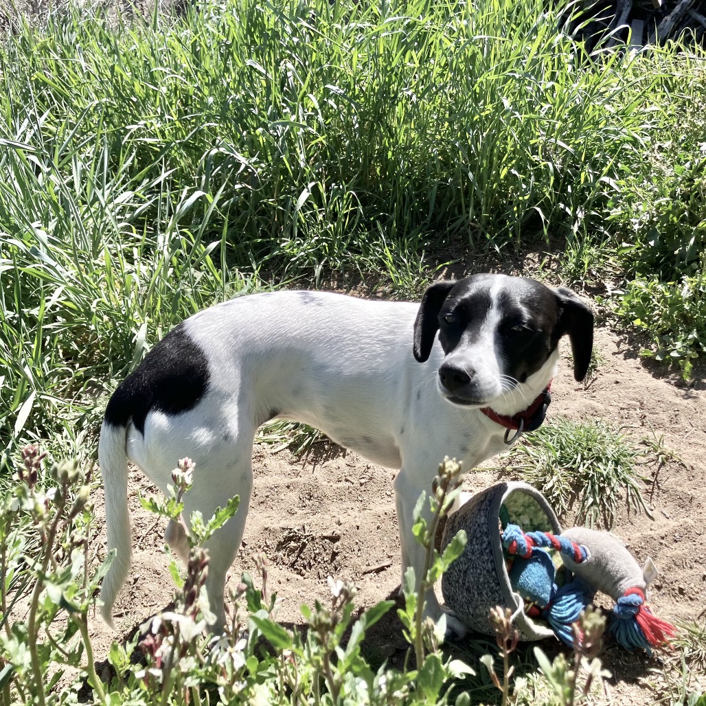 Gemma (Courtesy Listing) — thumbnail 3