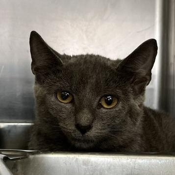 YOU'VE GOT MAIL - Domestic Shorthair available for adoption