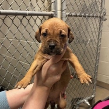 Waffle — thumbnail 5