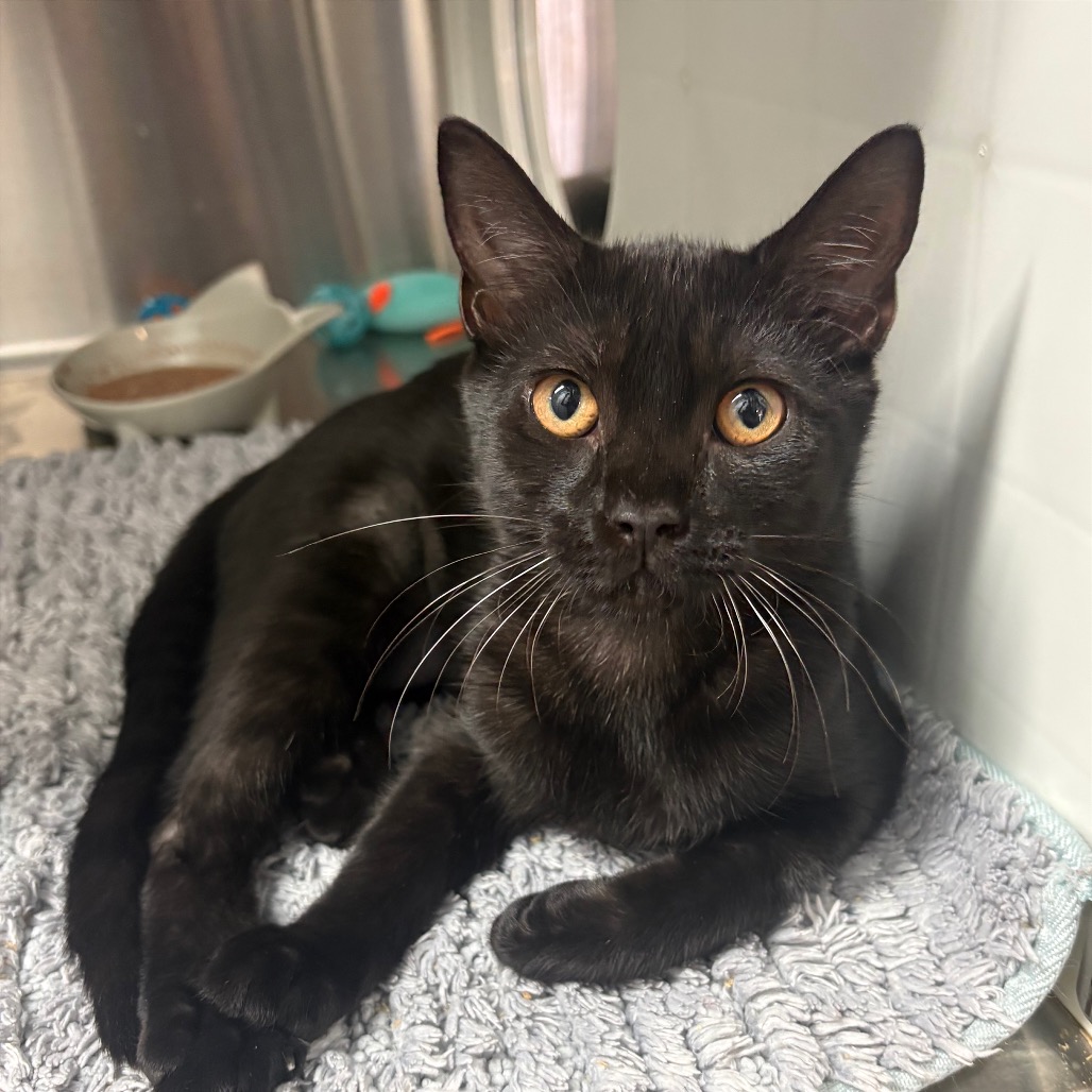 THE GUIDE - Domestic Shorthair available for adoption