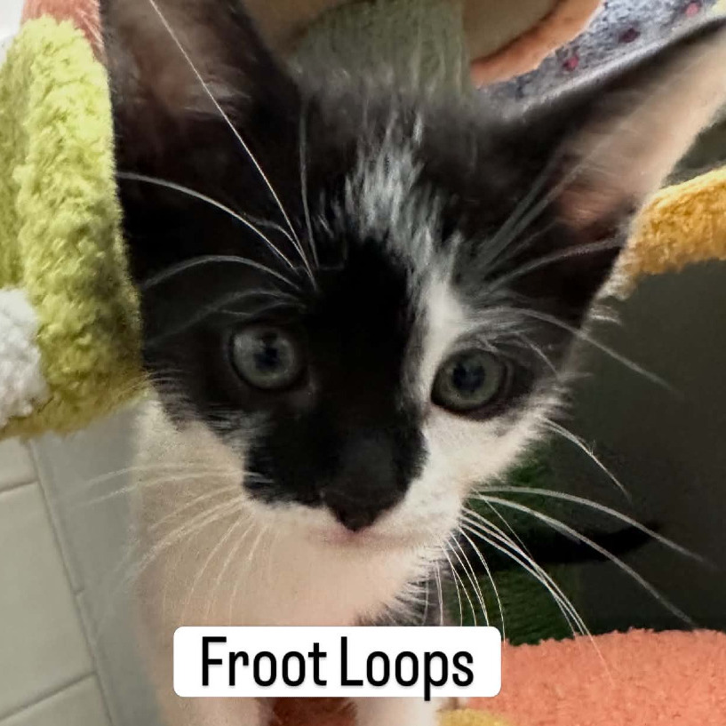 Frootloop, photo 3