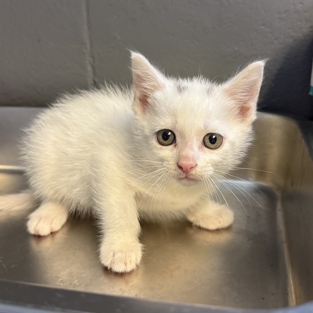 Tusc Stray 84389