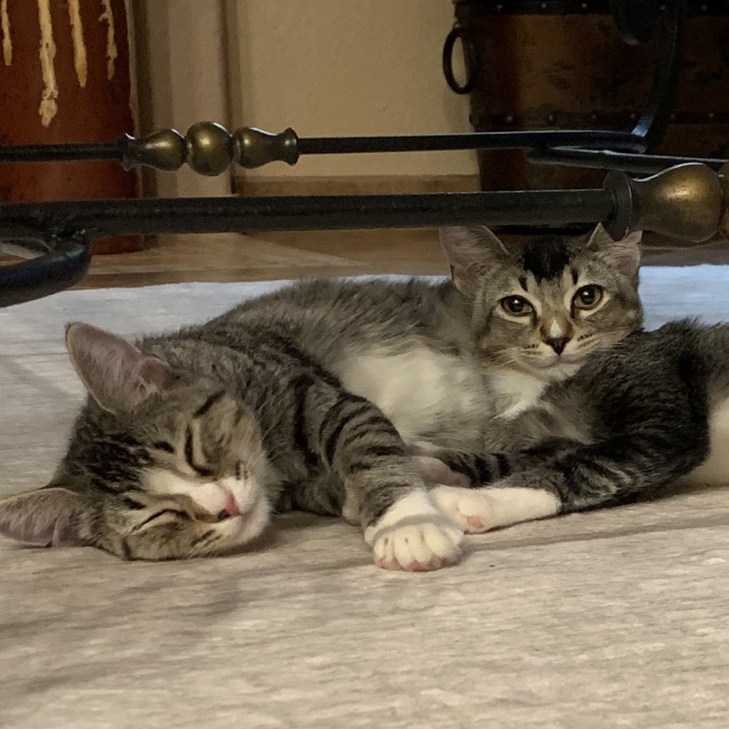 MAXIMUS - Domestic Shorthair for adoption in Henderson