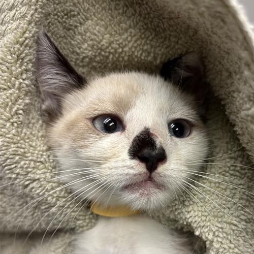 DAISY MAE - Domestic Shorthair available for adoption
