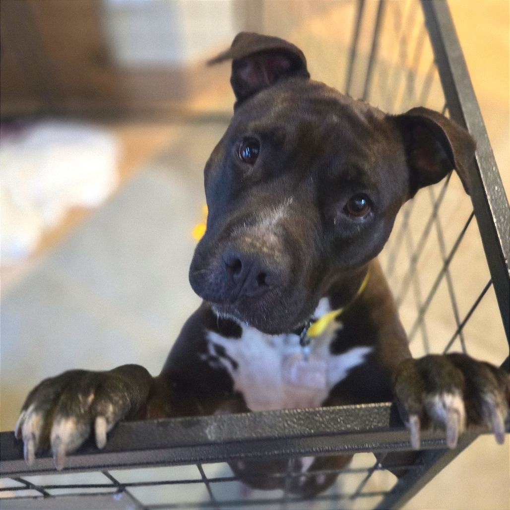 Cookie — thumbnail 3