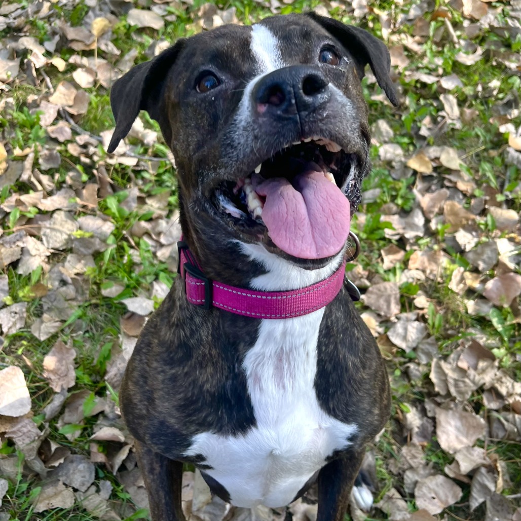 Black Beauty-Foster, photo 19
