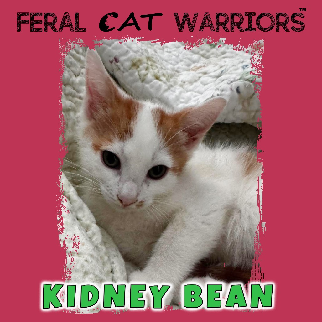 Kidney Bean