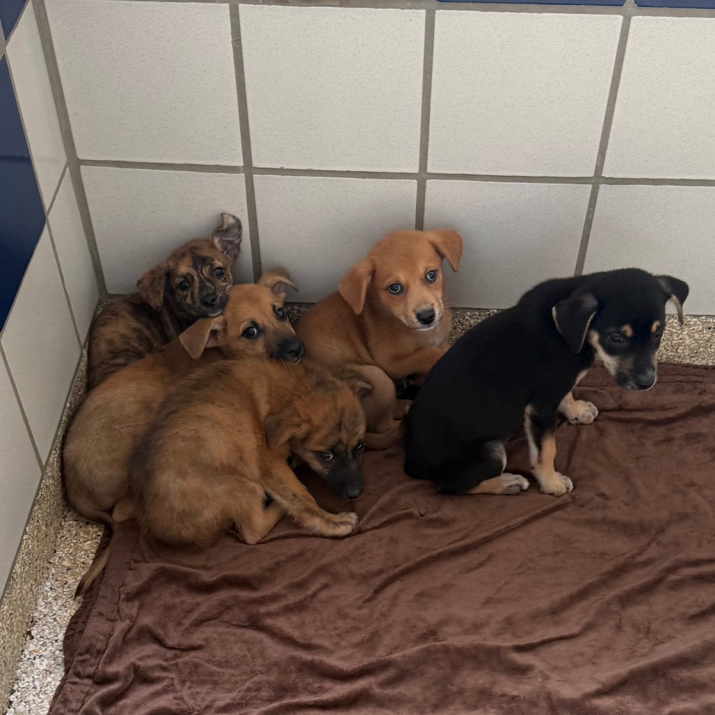 AEGEAN - Mixed Breed (Medium) available for adoption