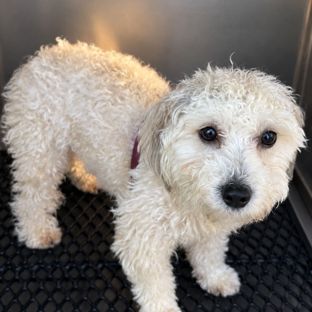 JACQUES - Poodle for adoption in Alexandria