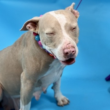 Cupcake — thumbnail 5