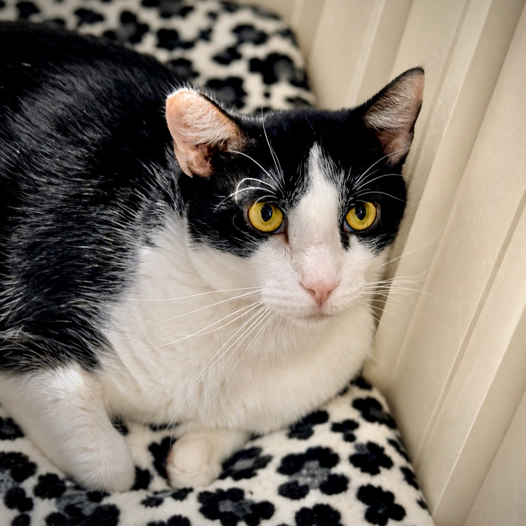 SIMON - Domestic Shorthair for adoption in Henderson