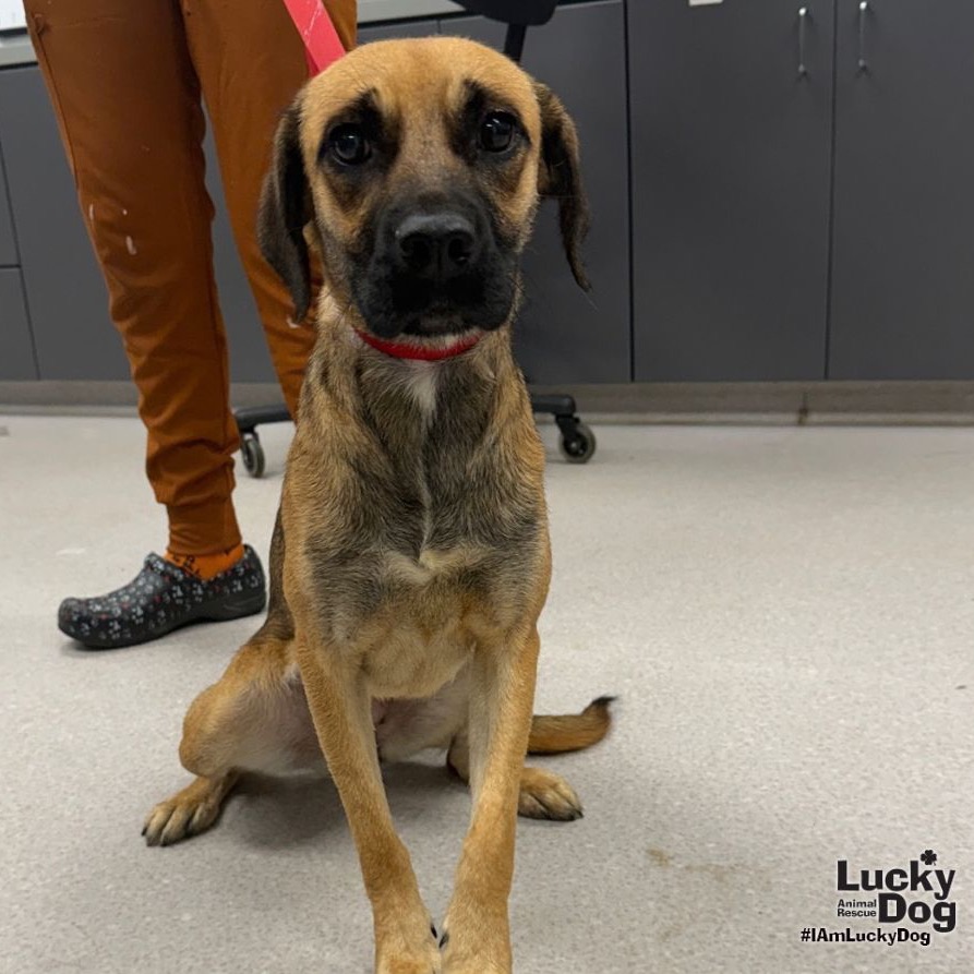 MYSTIQUE - Black Mouth Cur / Retriever, Labrador available for adoption