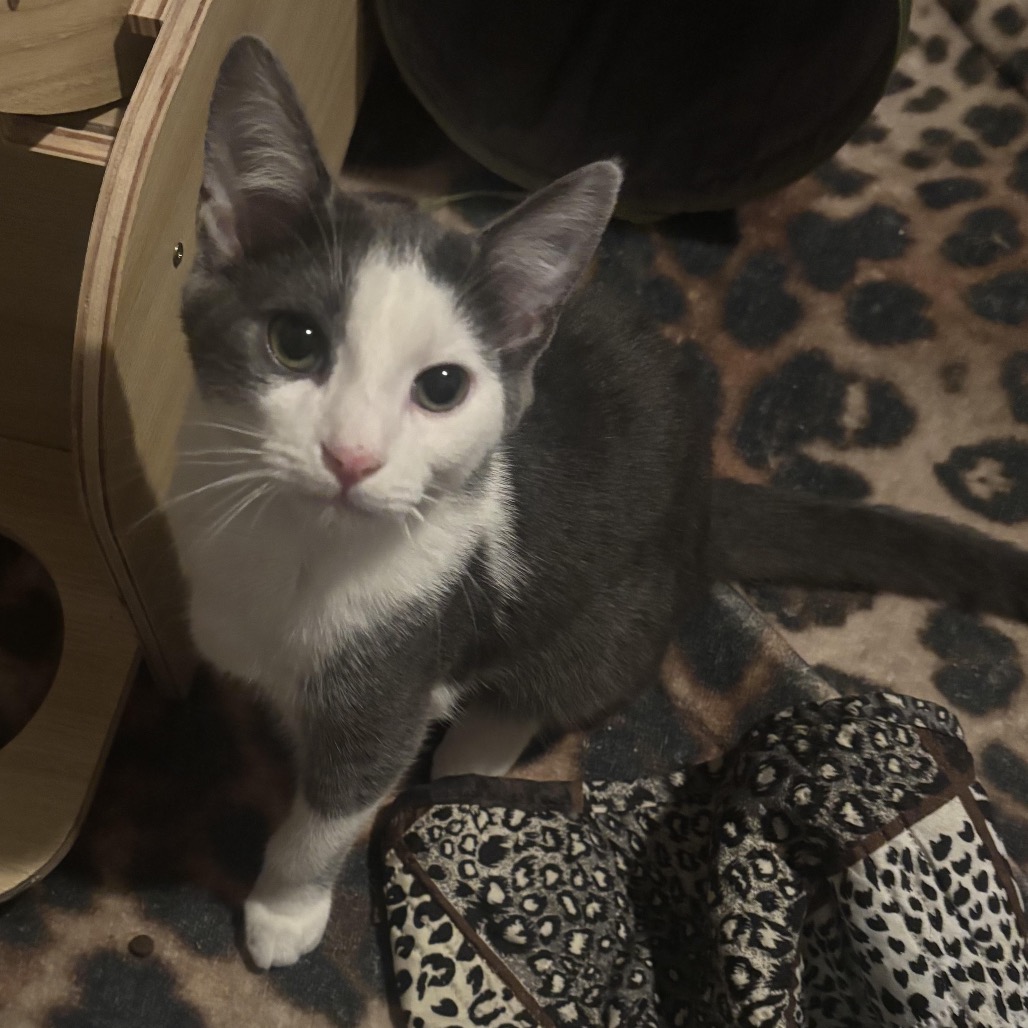 PHANTOM-AT PETSMART MADISON EAST - Domestic Shorthair available for adoption