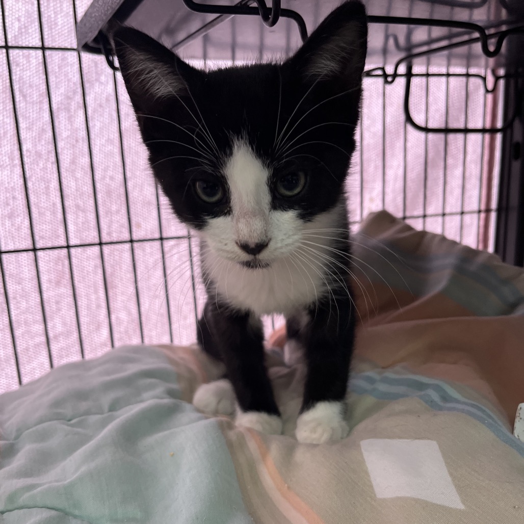 Copy Paste is available for adoption at SPCA Florida