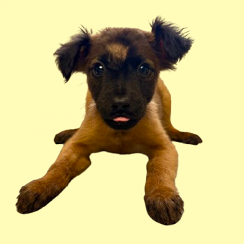 Tusc Stray 82713 2 3