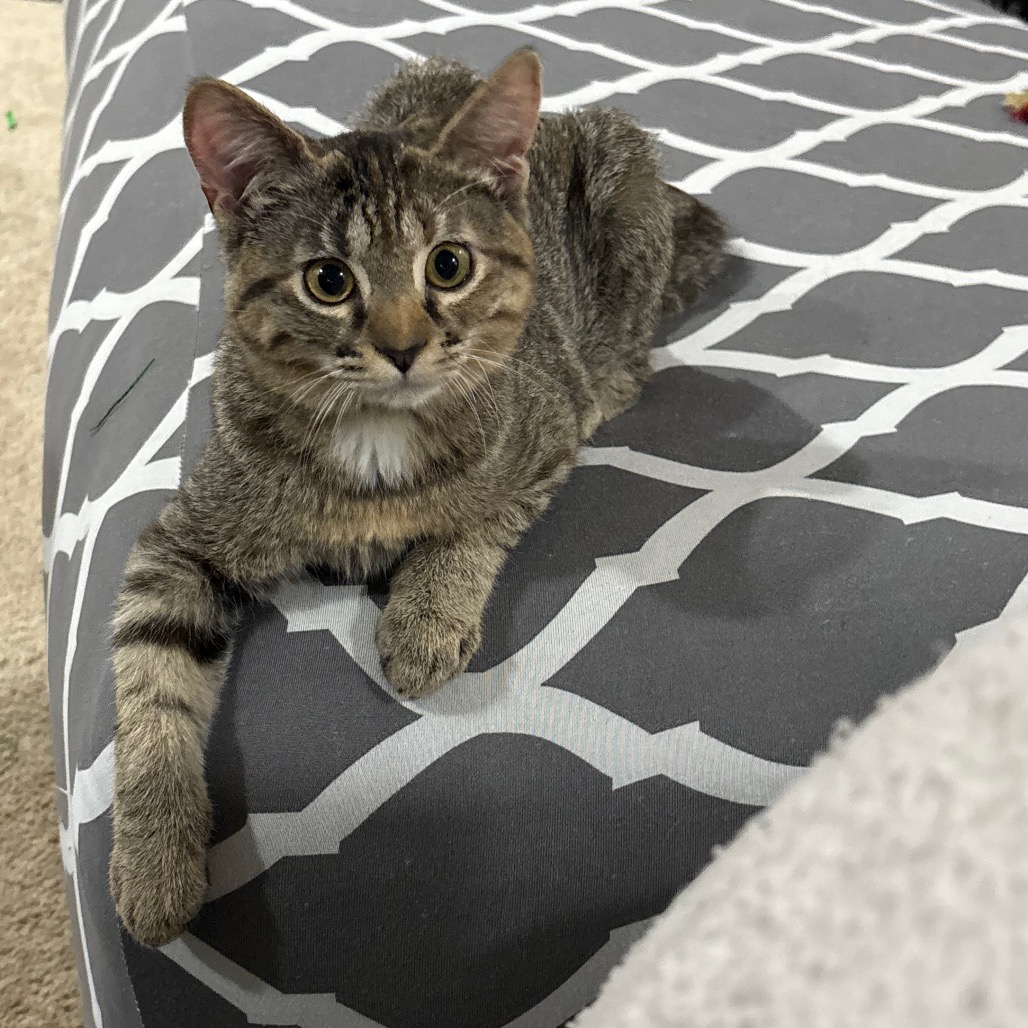 WINNIE - Domestic Shorthair for adoption in Madison