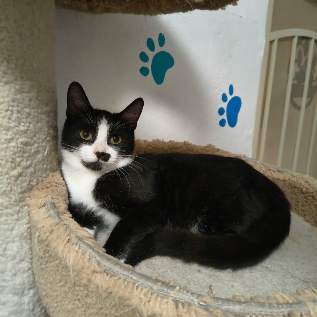LIAM - Domestic Shorthair for adoption in Las Cruces