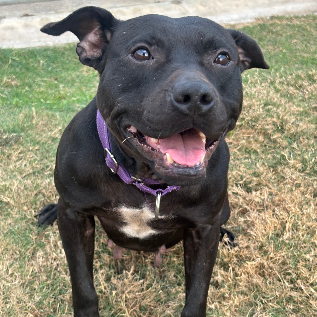 MAZORIA - Terrier, Pit Bull / Terrier, American Pit Bull for adoption in League City