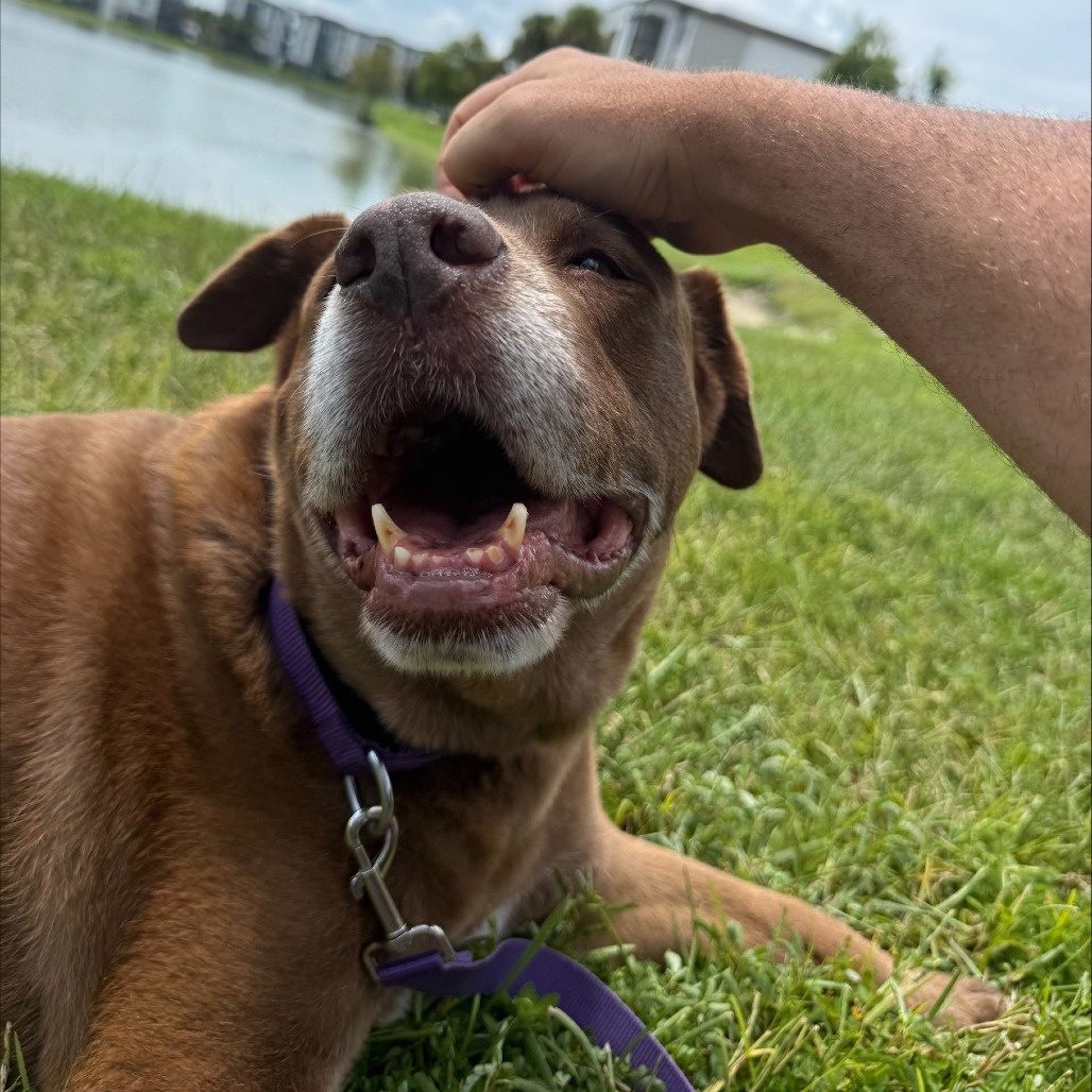 Brownie, photo 5