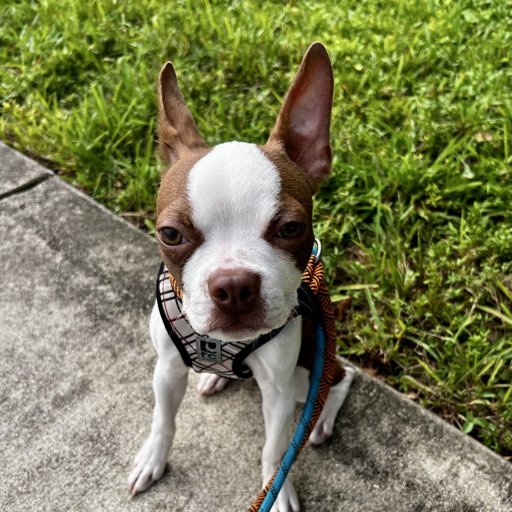 REECE - Terrier / Boston available for adoption