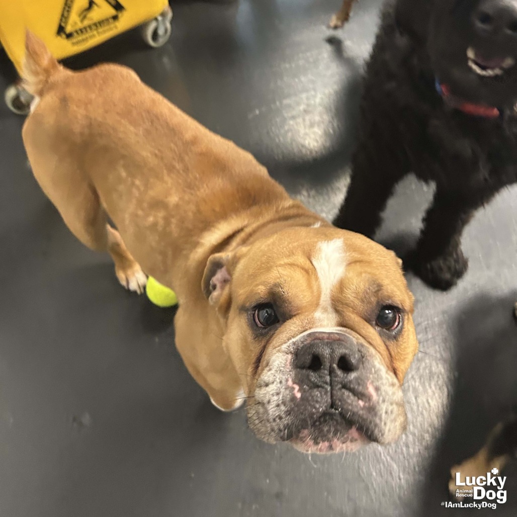 BIG MAN - Bulldog available for adoption