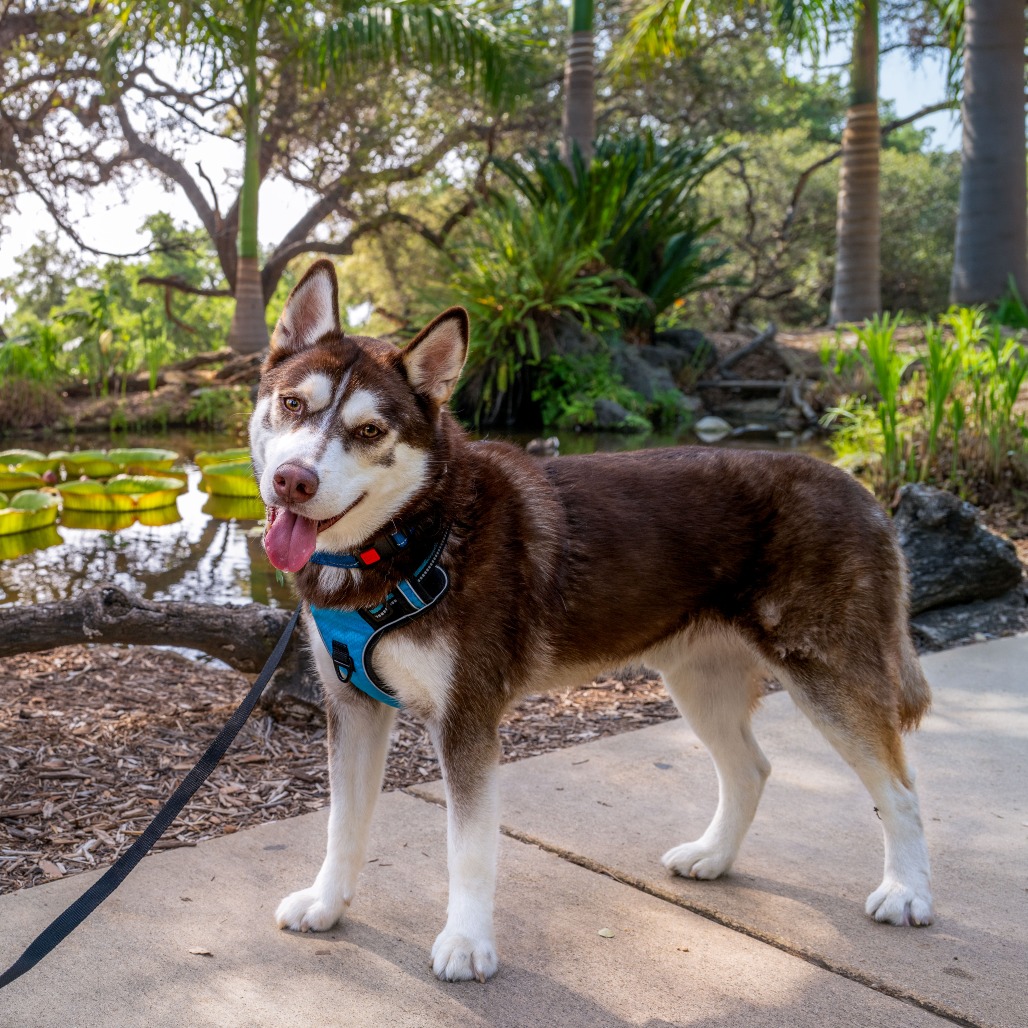 Siberian Husky