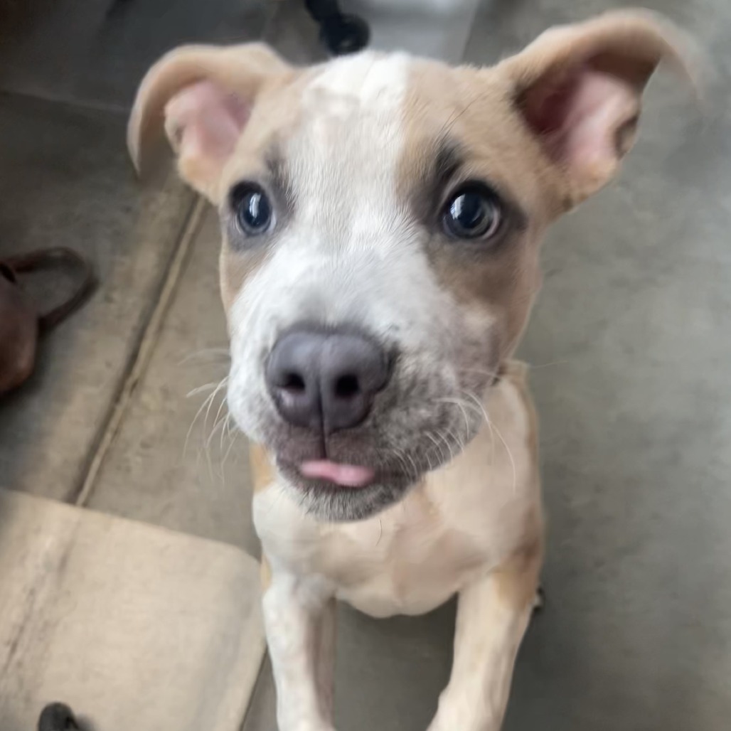 Photo of Scrunchie 3
